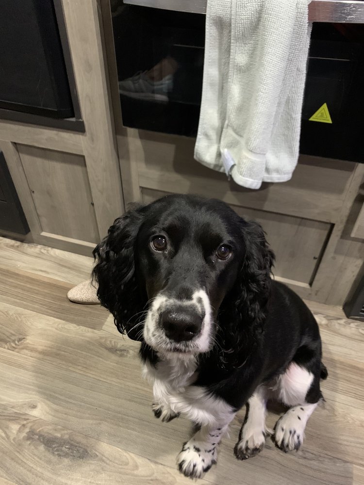 ROSEDALE VETERINARY HOSPITAL INC Updated August 2024 17 Photos & 31