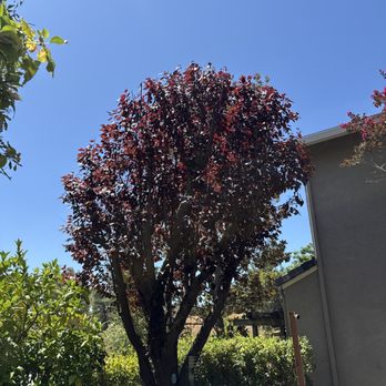Stumpy's Tree Service - After trimming - Tree Services Near Me - Livermore, California Stumpy's Tree Service - After trimming - Tree Services Near Me - Livermore, California