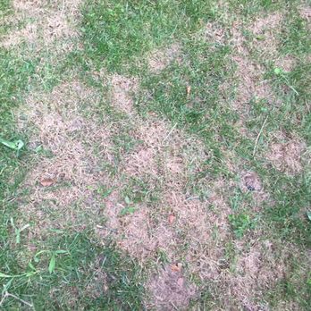 TruGreen Lawn Care - Tree Services Near Me - Suwanee, Georgia