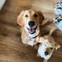 Photo of Bayou City Pet Sitting