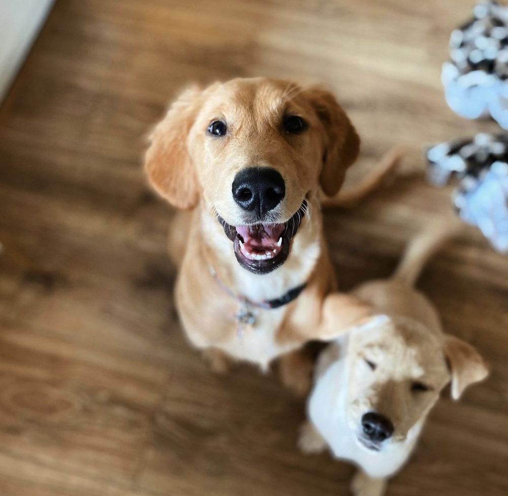 BAYOU CITY PET SITTING Houston, Texas Pet Sitting Phone Number Yelp