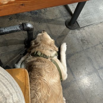 Brew Coffee Spot - Here's how my sweet boy acts at coffee shops ! Just sleeps !! - Coffee & Tea Near Me - La Mesa, California