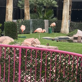 Flamingo Las Vegas - Flamingos! - Hotels Near Me - Las Vegas, Nevada Flamingo Las Vegas - Flamingos! - Hotels Near Me - Las Vegas, Nevada