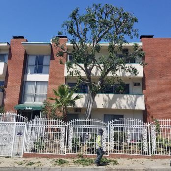 Rancho Tree Care - After - Tree Services Near Me