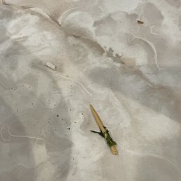 Tooth pick in my pho! Tooth pick in my pho!