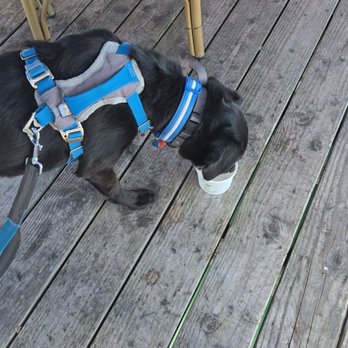 Great American Fish Company - Hostess gave our dog ice water to cool him down! - Seafood Near Me - Morro Bay, California Great American Fish Company - Hostess gave our dog ice water to cool him down! - Seafood Near Me - Morro Bay, California