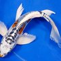 Photo of Okanagan Koi & Water Gardens