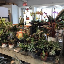 East Bay True Value Hardware - Indoor plants