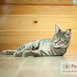 PetFolio México - Servicio de estudio fotográfico para mascotas
