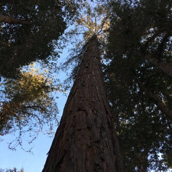 The Magic Forest - Active Life Near Me - Palo Alto, California The Magic Forest - Active Life Near Me - Palo Alto, California