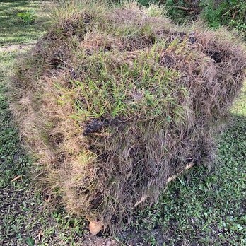 Palm City Sod - totally rotted under the first top layer which looks terrible anyway - Nurseries & Gardening Near Me - Palm City, Florida Palm City Sod - totally rotted under the first top layer which looks terrible anyway - Nurseries & Gardening Near Me - Palm City, Florida