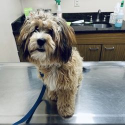 Countryside Veterinary Clinic - My Barbara Bush, waiting in the exam room.