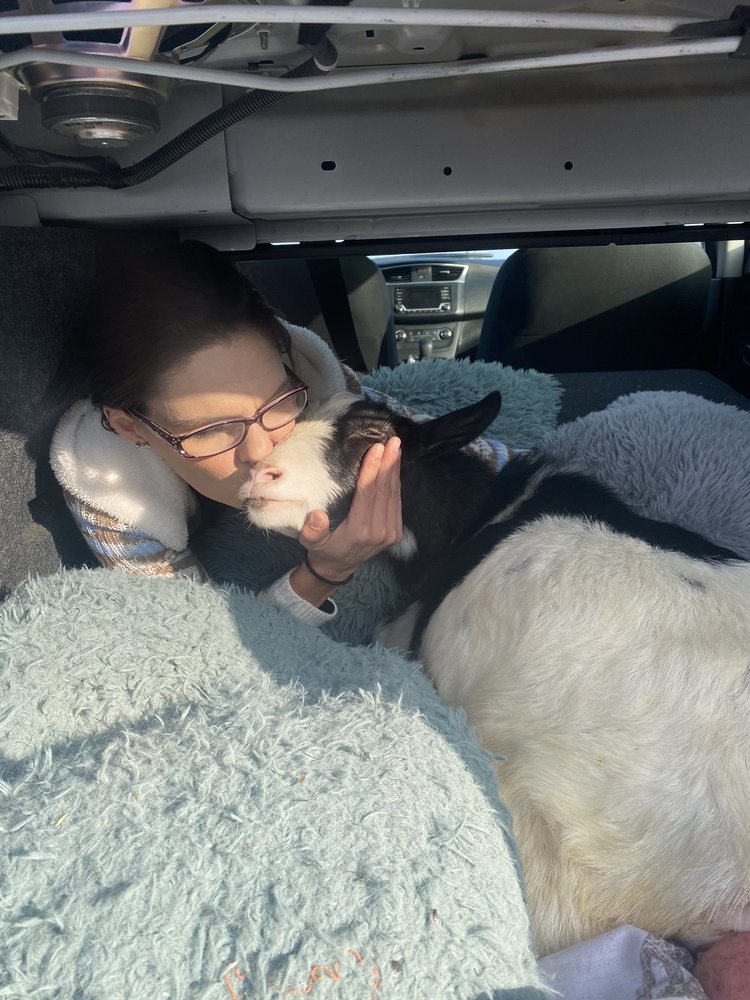 ATWATER VETERINARY CENTER 27 Photos & 31 Reviews 2100 Bell Dr