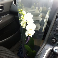 Sainsburys Supermarkets - Large potted Orchid £15