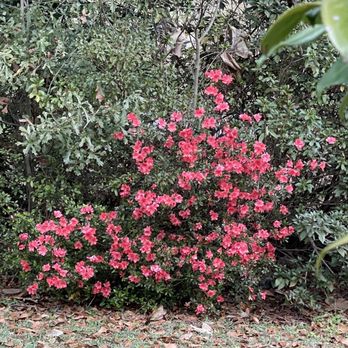 Lucedale City Park - Azaleas - Parks Near Me Lucedale City Park - Azaleas - Parks Near Me