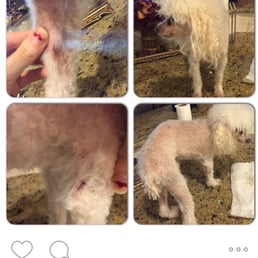 Terrible hack job from their grooming