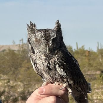 Sky Island Falconry - Owl - Wildlife Hunting Ranges Near Me - Tucson, Arizona Sky Island Falconry - Owl - Wildlife Hunting Ranges Near Me - Tucson, Arizona