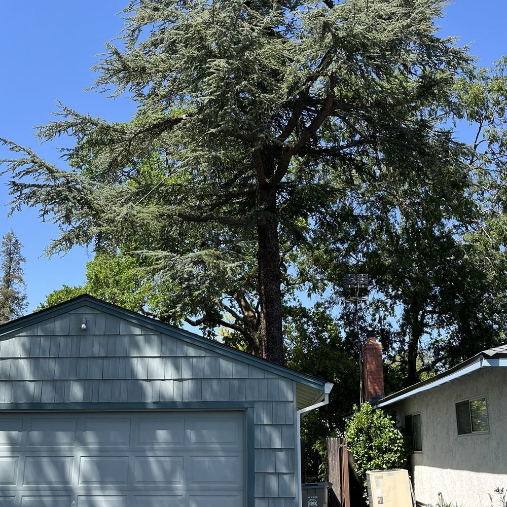 American Arbor Tree Care Professionals - Cedrus atlantica after trimming - Tree Services Near Me - Davis, California American Arbor Tree Care Professionals - Cedrus atlantica after trimming - Tree Services Near Me - Davis, California