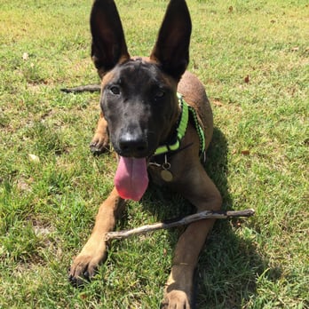 Sky's the Limit Pet Service - Photo she took of my pup after walking and playing with him. - Dog Walkers Near Me Sky's the Limit Pet Service - Photo she took of my pup after walking and playing with him. - Dog Walkers Near Me