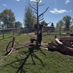 Bear cubs