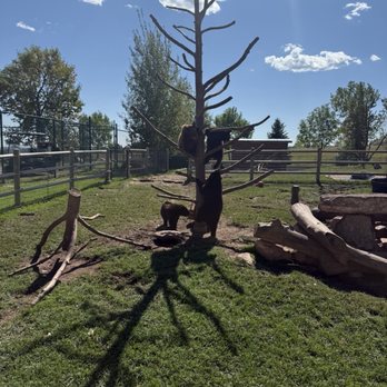 Bear Country USA - Bear cubs - Zoos Near Me - Rapid City, South Dakota