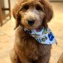 Photo of 1 Stop 4 Paws