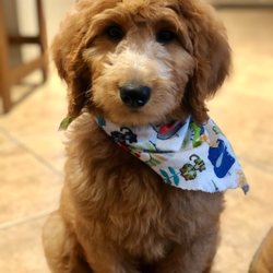 1 Stop 4 Paws