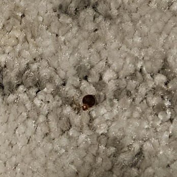 Cycor Pest Control - On the carpet. - Pest Control Near Me - Chicago, Illinois