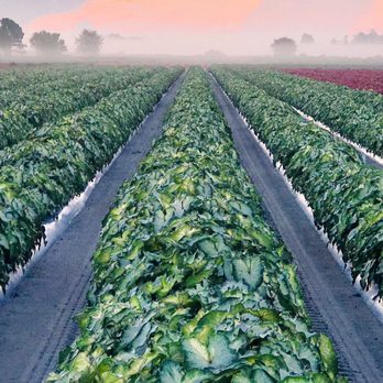 Abbott-Ipco - rows of peppers in a field - Nurseries & Gardening Near Me - Dallas, Texas Abbott-Ipco - rows of peppers in a field - Nurseries & Gardening Near Me - Dallas, Texas