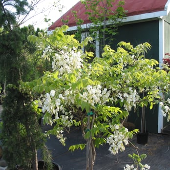 Fieldstone Nursery - Grafted White Wisteria - Nurseries & Gardening Near Me - Parkton, Maryland Fieldstone Nursery - Grafted White Wisteria - Nurseries & Gardening Near Me - Parkton, Maryland