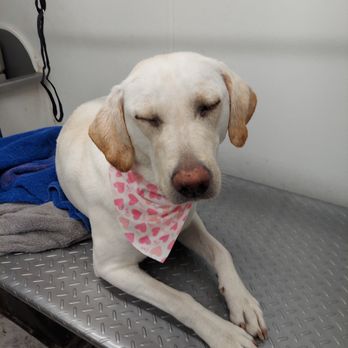 Nunn Better Pet Grooming - Pet Groomers Near Me - kennewick, Washington Nunn Better Pet Grooming - Pet Groomers Near Me - kennewick, Washington