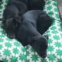 Photo of Kisses & Cuddles Pet Nannies