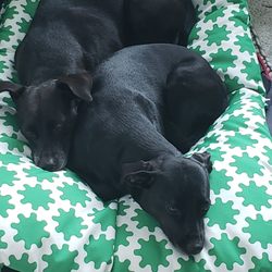 Kisses & Cuddles Pet Nannies - Taj & Q