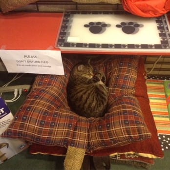 Smoky Mountain Cat House - He's 17, moody and on meds. Looks like my Tessy. - Pet Stores Near Me - Pigeon Forge, Tennessee