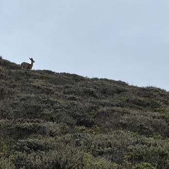 Palomarin Trailhead - Deer encounters - Parks Near Me - Bolinas, California