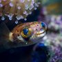 Photo of Reef Plus