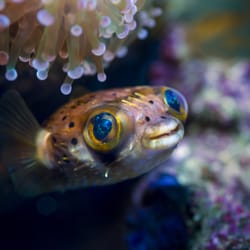 Reef Plus - Our store Mascot.
