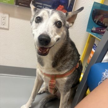 9Tails Veterinary Clinic - Veterinarians Near Me - Corona, California 9Tails Veterinary Clinic - Veterinarians Near Me - Corona, California