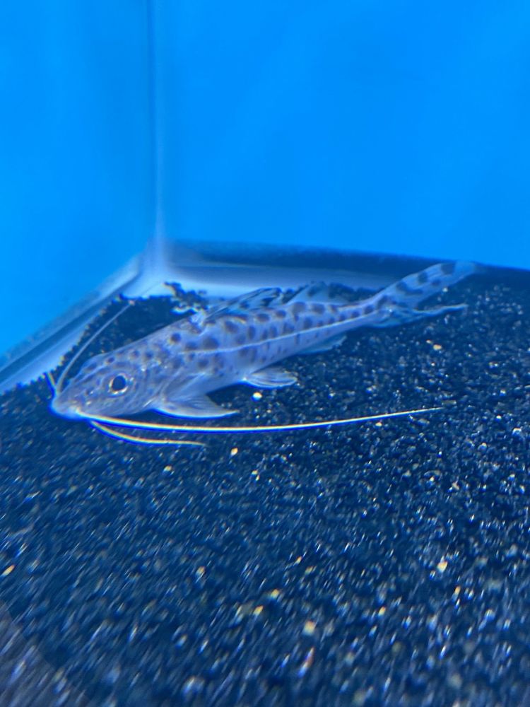 POTSDAM AQUATICS Updated October 2024 15 Photos 1122 St Hwy 11B, Potsdam, New York Local