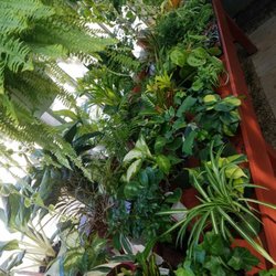 Johnny Appleseed - Some of our indoor foliage plants