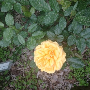 Orto Botanico - Botanical Gardens Near Me - Rome, RM Orto Botanico - Botanical Gardens Near Me - Rome, RM