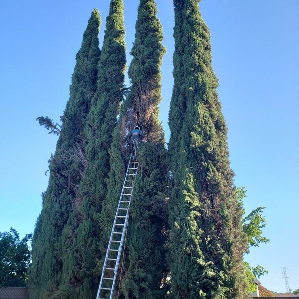 Affordable Arborist - Tree Services Near Me - Vacaville, California