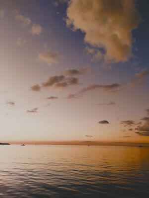 Mangrove Marina by null