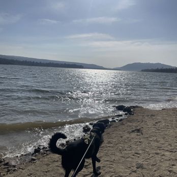 Bad Pup Club - Pet Training Near Me - Hemet, California Bad Pup Club - Pet Training Near Me - Hemet, California