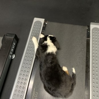 Train4Life - Kenna loves treadmills - Gyms Near Me - Boone, North Carolina
