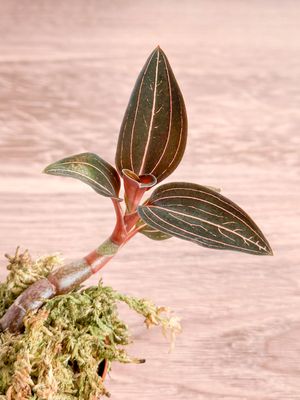 Ed's Plant Shop by null