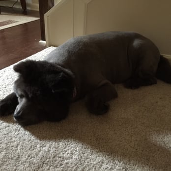 Shampooch Palace - Pet Groomers Near Me - Loganville, Georgia