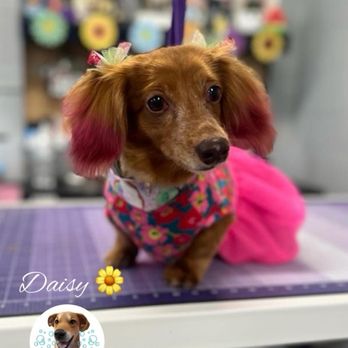 Bark in Style - Brought out her true spoiled self . Daisy posing because she knows she cute - Pet Groomers Near Me - Seattle, Washington Bark in Style - Brought out her true spoiled self . Daisy posing because she knows she cute - Pet Groomers Near Me - Seattle, Washington