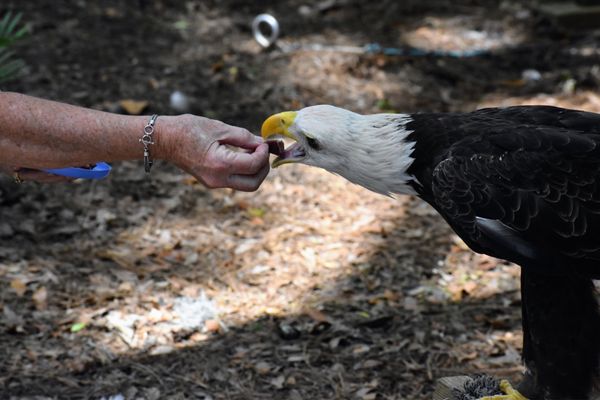 Audubon Center for Birds of Prey by null