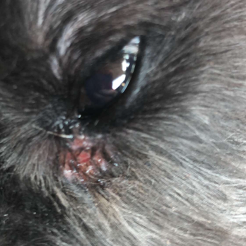 Kitty's Canine Clips - First and last time at Kitt's Canine Clips. This is my baby, Scooter, who got eye boogers pulled out - no communication that this happened. - Pet Groomers Near Me - Annapolis, Maryland